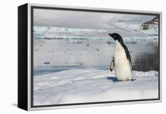 Adelie penguin (Pygoscelis adeliae) colony in Hope Bay, Antarctica, Polar Regions-Michael Runkel-Framed Premier Image Canvas