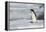 Adelie penguin (Pygoscelis adeliae) colony in Hope Bay, Antarctica, Polar Regions-Michael Runkel-Framed Premier Image Canvas