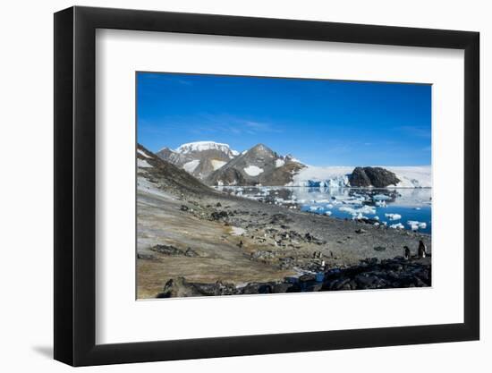 Adelie penguin (Pygoscelis adeliae) colony in Hope Bay, Antarctica, Polar Regions-Michael Runkel-Framed Photographic Print