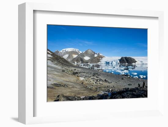 Adelie penguin (Pygoscelis adeliae) colony in Hope Bay, Antarctica, Polar Regions-Michael Runkel-Framed Photographic Print