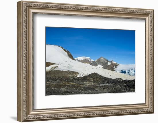 Adelie penguin (Pygoscelis adeliae) colony in Hope Bay, Antarctica, Polar Regions-Michael Runkel-Framed Photographic Print