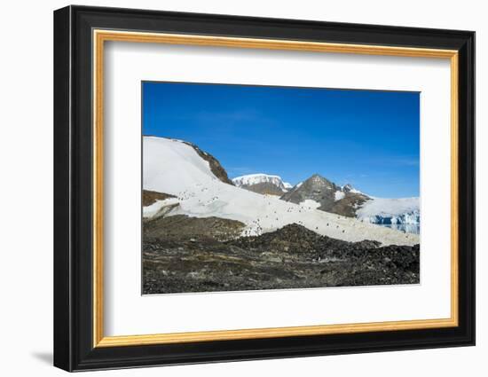 Adelie penguin (Pygoscelis adeliae) colony in Hope Bay, Antarctica, Polar Regions-Michael Runkel-Framed Photographic Print