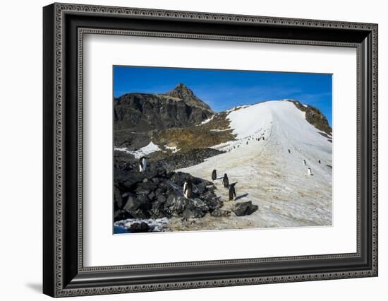 Adelie penguin (Pygoscelis adeliae) colony in Hope Bay, Antarctica, Polar Regions-Michael Runkel-Framed Photographic Print