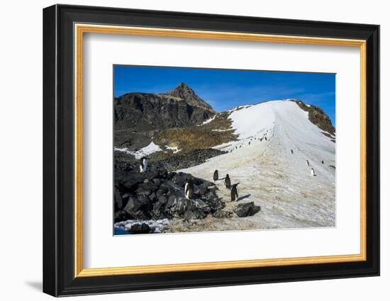 Adelie penguin (Pygoscelis adeliae) colony in Hope Bay, Antarctica, Polar Regions-Michael Runkel-Framed Photographic Print