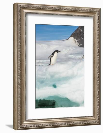 Adelie penguin (Pygoscelis adeliae) colony in Hope Bay, Antarctica, Polar Regions-Michael Runkel-Framed Photographic Print