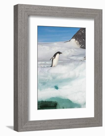 Adelie penguin (Pygoscelis adeliae) colony in Hope Bay, Antarctica, Polar Regions-Michael Runkel-Framed Photographic Print