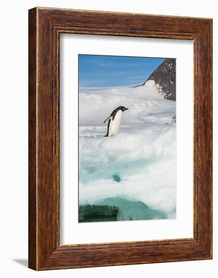 Adelie penguin (Pygoscelis adeliae) colony in Hope Bay, Antarctica, Polar Regions-Michael Runkel-Framed Photographic Print