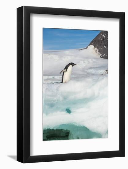 Adelie penguin (Pygoscelis adeliae) colony in Hope Bay, Antarctica, Polar Regions-Michael Runkel-Framed Photographic Print