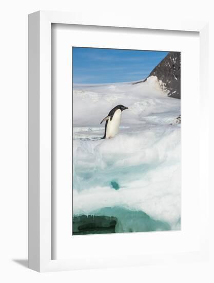 Adelie penguin (Pygoscelis adeliae) colony in Hope Bay, Antarctica, Polar Regions-Michael Runkel-Framed Photographic Print