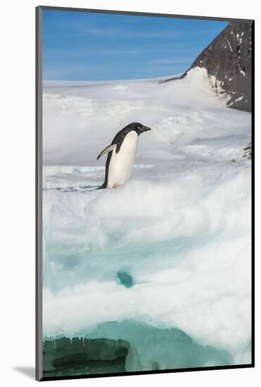 Adelie penguin (Pygoscelis adeliae) colony in Hope Bay, Antarctica, Polar Regions-Michael Runkel-Mounted Photographic Print