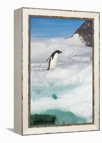 Adelie penguin (Pygoscelis adeliae) colony in Hope Bay, Antarctica, Polar Regions-Michael Runkel-Framed Premier Image Canvas