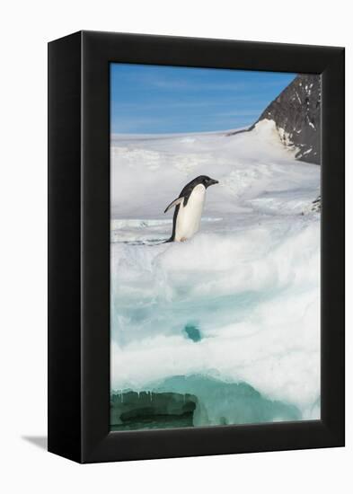 Adelie penguin (Pygoscelis adeliae) colony in Hope Bay, Antarctica, Polar Regions-Michael Runkel-Framed Premier Image Canvas