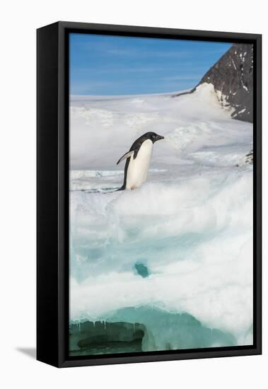 Adelie penguin (Pygoscelis adeliae) colony in Hope Bay, Antarctica, Polar Regions-Michael Runkel-Framed Premier Image Canvas