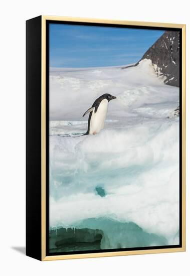 Adelie penguin (Pygoscelis adeliae) colony in Hope Bay, Antarctica, Polar Regions-Michael Runkel-Framed Premier Image Canvas