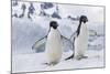 Adelie Penguin (Pygoscelis Adeliae) Pair, at Brown Bluff, Antarctica, Southern Ocean, Polar Regions-Michael Nolan-Mounted Photographic Print