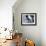 Adelie penguin (Pygoscelis adeliae) parent feeding chicks at Brown Bluff, Antarctic Sound-Michael Nolan-Framed Photographic Print displayed on a wall