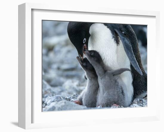 Adelie penguin (Pygoscelis adeliae) parent feeding chicks at Brown Bluff, Antarctic Sound-Michael Nolan-Framed Photographic Print