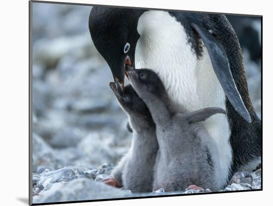 Adelie penguin (Pygoscelis adeliae) parent feeding chicks at Brown Bluff, Antarctic Sound-Michael Nolan-Mounted Photographic Print