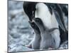 Adelie penguin (Pygoscelis adeliae) parent feeding chicks at Brown Bluff, Antarctic Sound-Michael Nolan-Mounted Photographic Print