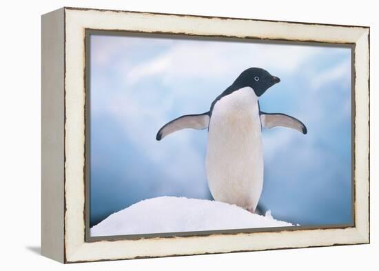 Adelie Penguin with Wings Outstretched-DLILLC-Framed Premier Image Canvas