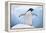 Adelie Penguin with Wings Outstretched-DLILLC-Framed Premier Image Canvas