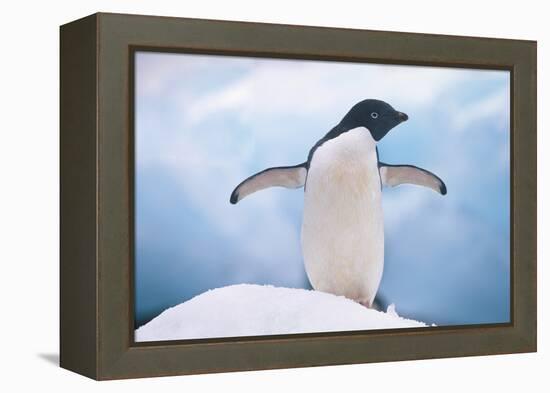 Adelie Penguin with Wings Outstretched-DLILLC-Framed Premier Image Canvas