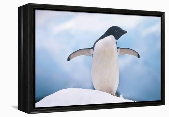 Adelie Penguin with Wings Outstretched-DLILLC-Framed Premier Image Canvas