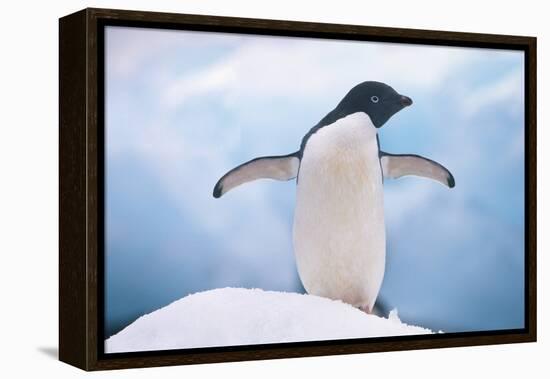 Adelie Penguin with Wings Outstretched-DLILLC-Framed Premier Image Canvas