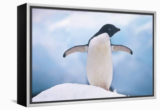 Adelie Penguin with Wings Outstretched-DLILLC-Framed Premier Image Canvas