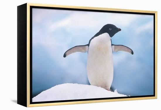 Adelie Penguin with Wings Outstretched-DLILLC-Framed Premier Image Canvas