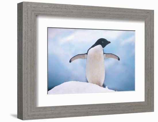 Adelie Penguin with Wings Outstretched-DLILLC-Framed Photographic Print