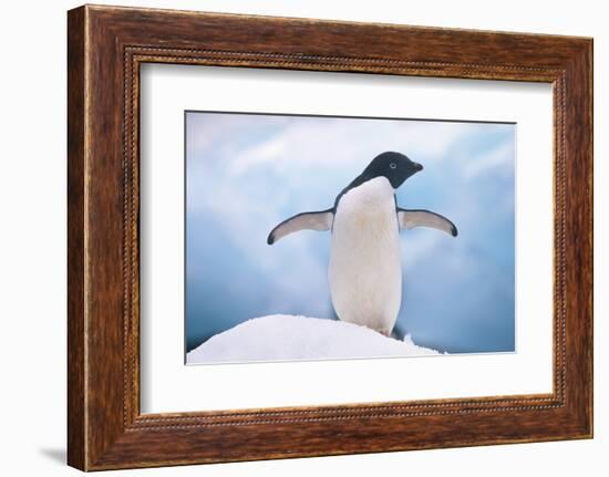 Adelie Penguin with Wings Outstretched-DLILLC-Framed Photographic Print