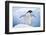 Adelie Penguin with Wings Outstretched-DLILLC-Framed Photographic Print