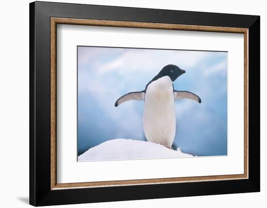 Adelie Penguin with Wings Outstretched-DLILLC-Framed Photographic Print