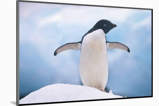 Adelie Penguin with Wings Outstretched-DLILLC-Mounted Photographic Print