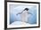 Adelie Penguin with Wings Outstretched-DLILLC-Framed Photographic Print