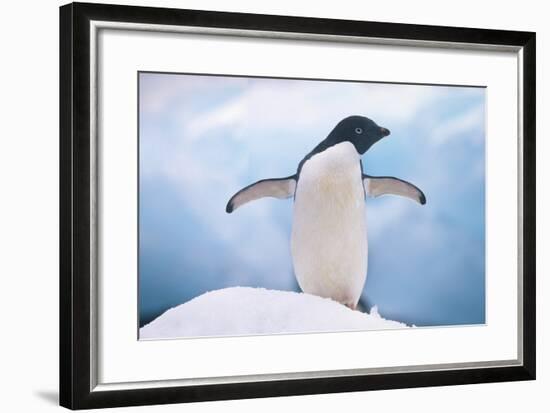 Adelie Penguin with Wings Outstretched-DLILLC-Framed Photographic Print