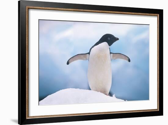 Adelie Penguin with Wings Outstretched-DLILLC-Framed Photographic Print