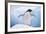 Adelie Penguin with Wings Outstretched-DLILLC-Framed Photographic Print