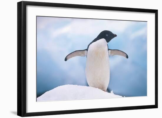 Adelie Penguin with Wings Outstretched-DLILLC-Framed Photographic Print