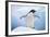 Adelie Penguin with Wings Outstretched-DLILLC-Framed Photographic Print