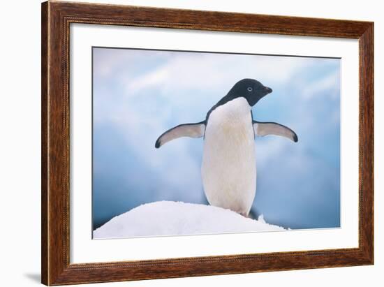 Adelie Penguin with Wings Outstretched-DLILLC-Framed Photographic Print