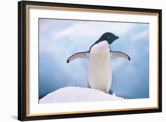 Adelie Penguin with Wings Outstretched-DLILLC-Framed Photographic Print