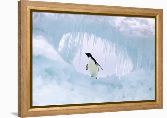 Adelie Penguin-null-Framed Premier Image Canvas