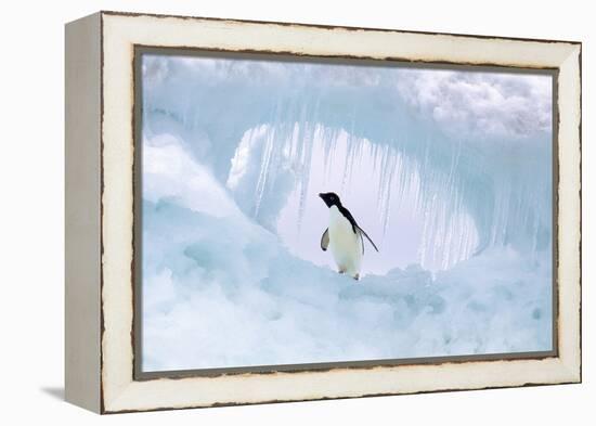 Adelie Penguin-null-Framed Premier Image Canvas