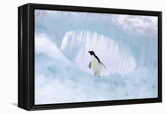 Adelie Penguin-null-Framed Premier Image Canvas