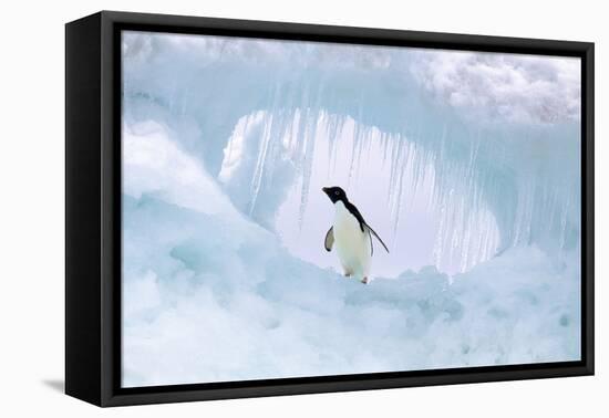 Adelie Penguin-null-Framed Premier Image Canvas