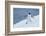 Adelie Penguin-Joe McDonald-Framed Photographic Print