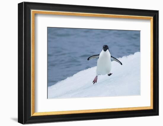 Adelie Penguin-Joe McDonald-Framed Photographic Print