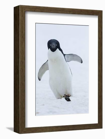 Adelie Penguin-Joe McDonald-Framed Photographic Print